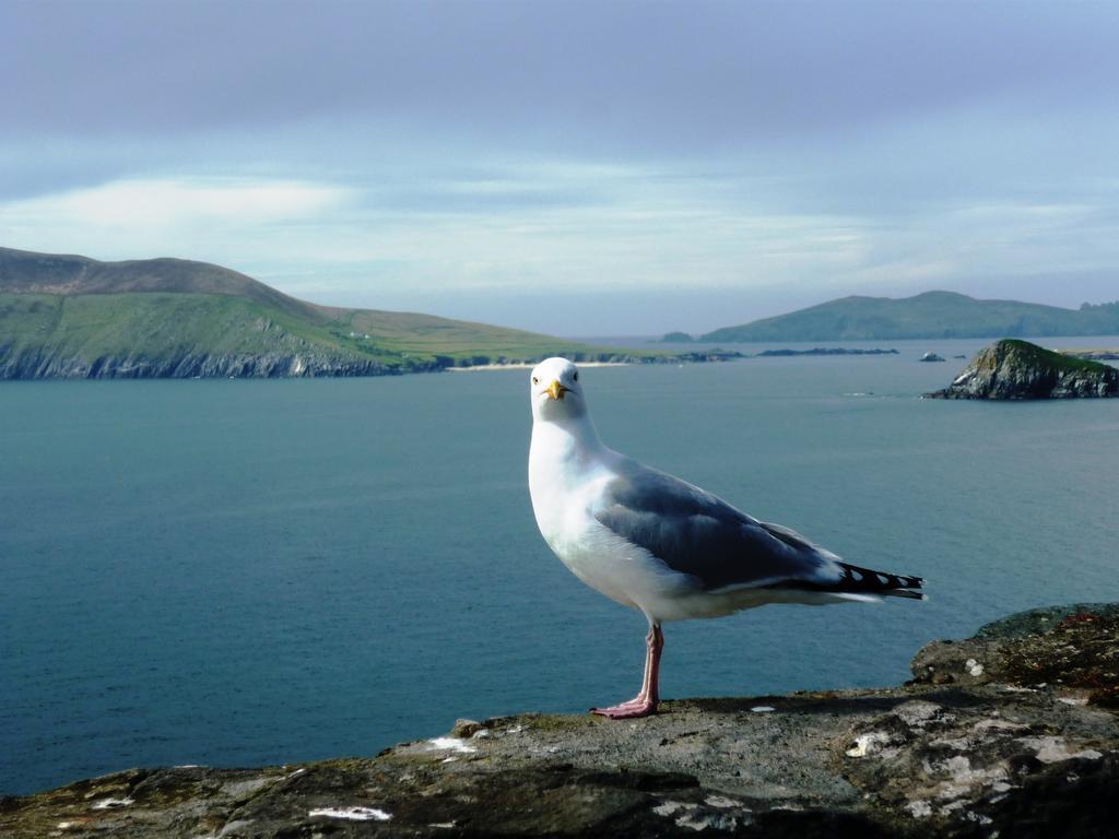 Cill Bhreac House B&B Dingle Dış mekan fotoğraf